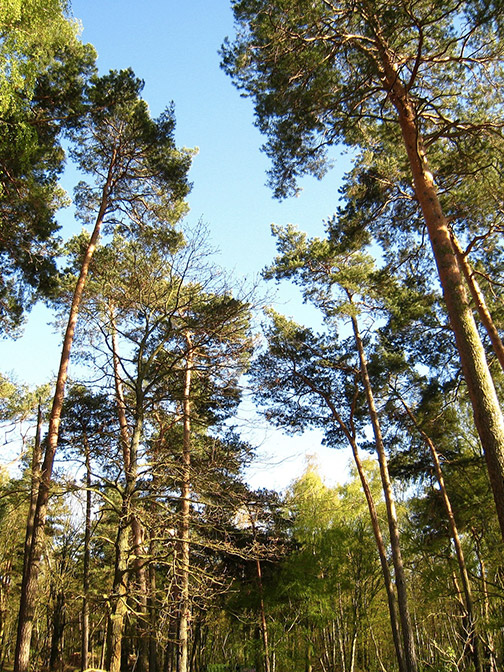 foretdeslandes saint symphorien gite landais location sud gironde langon Gite saint symphorien - La bergerie